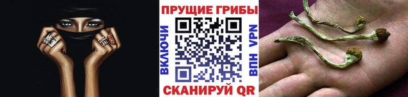 Псилоцибиновые грибы Psilocybe Зея